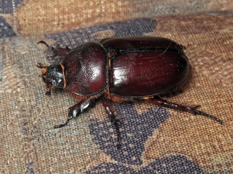 Oryctes nasicornis